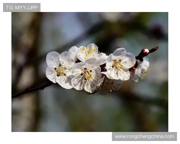 开云官方网站入口注册指南帮助玩家快速完成账号注册流程详解